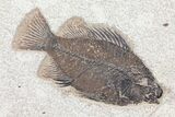 Cockerellites (Priscacara) Fossil Fish - Hanger Installed #93261-1